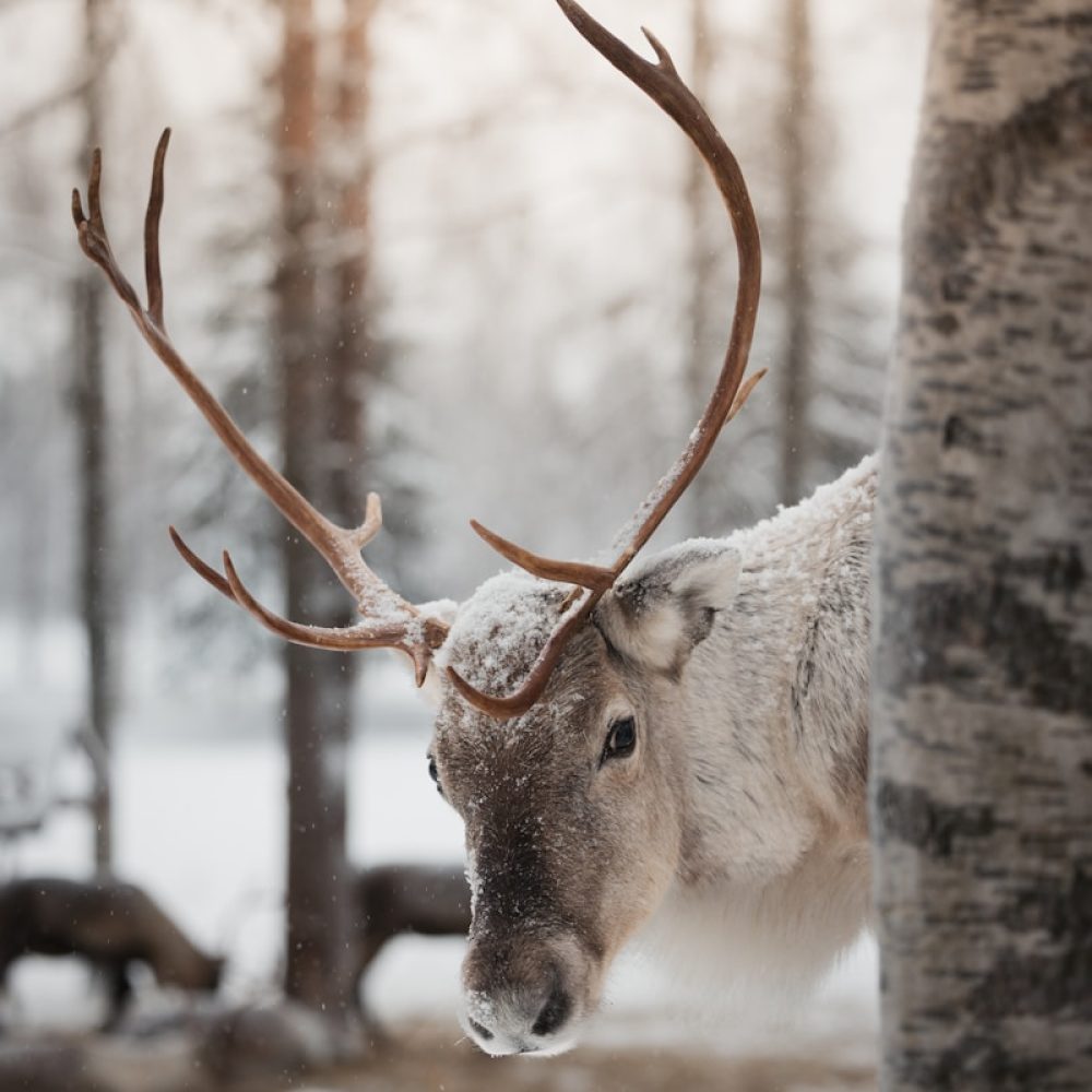 A deer standing next to a tree in a forest