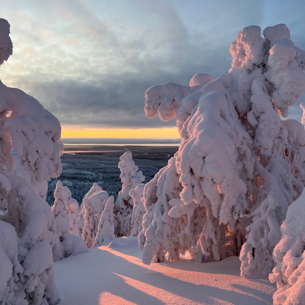 A snow covered forest with a sunset in the background